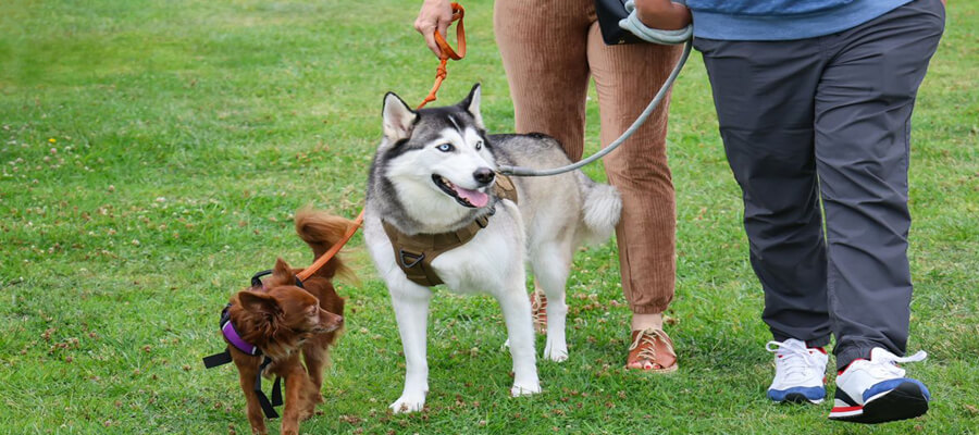 How to Manage Your Dog’s Weight with Diet and Exercise: A Comprehensive Guide